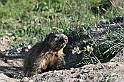 VBS_1 -  Plateau du Mont-Cenise, Grand Croix, Marmotte_-_0078 mt